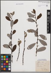 Foto von Salix cinerea L.